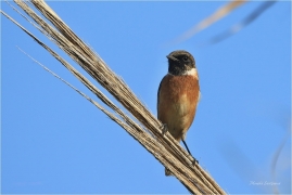 <p>RAMBORNÍČEK ČERNOHLAVÝ (Saxicola torquata) Řecko - Kréta –--- /African stonechat – Schwarzkehlchen/</p>